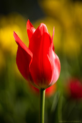 Тюльпан