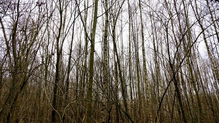 Düsterer Birkenwald im Herbst