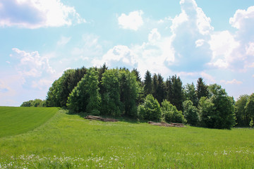 Kleiner Wald