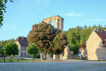 Baum mit Klosterruine