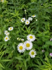 daisies in the grass