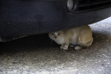 Cat under car