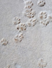 footprints on the snow