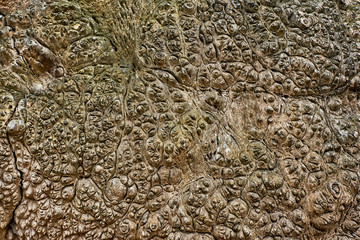 tree bark texture background