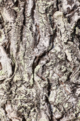 tree bark texture