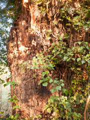 Autumn outdoor scene wild trees grass nature landscape