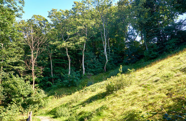Fototapeta na wymiar Slope with trees and hiking trail. In Lohme on the island of Rügen.