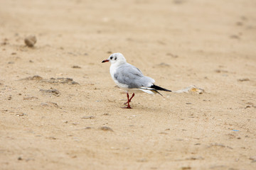 Seagulsl bird on beach at cloudy day