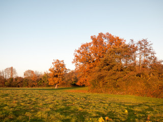 Fototapeta premium Autumn outdoor scene wild trees grass nature landscape