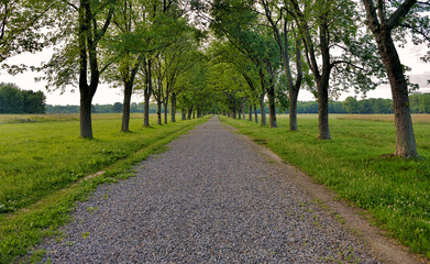 A gravel country lane lined with trees symmetrically planted photographed in the early morning