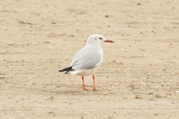 Seagulsl bird on beach at cloudy day