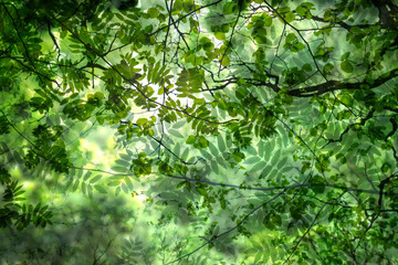 abstract green springtime leaves