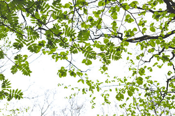 green springtime leaves