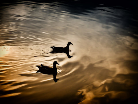 two duck swimming on the lake