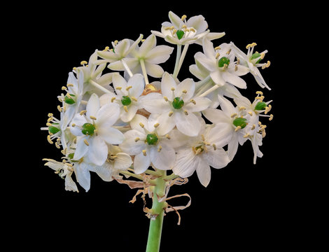 Fine art still life colorful floral macro portrait of a white green cluster of Star-of-Bethlehem / ornithogalum flower blossoms on a stem on black background with detailed texture