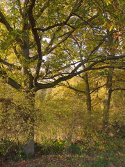 Beautiful close up of autumn tree branches outside nature