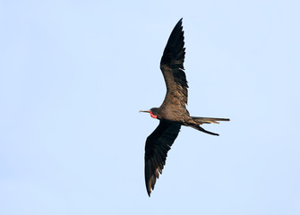 Male Magnificent Frigate bird in Flight, Central America