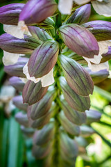 a close up symmetrical view of flower buds in the process of blooming