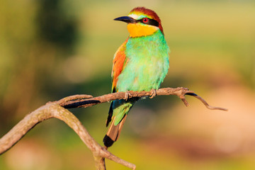 fantastically beautiful bird on a spring day