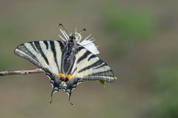 Papilionidae / Erik Kırlangıçkuyruğu / / Iphiclides podalirius