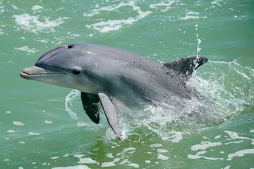 Fotobehang Dolphin Splash © Bernie Duhamel