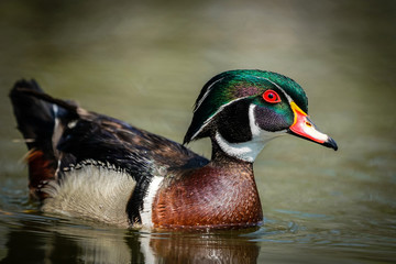 Drake Wood Duck Pose