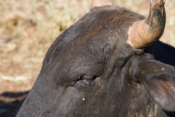 Close up OX