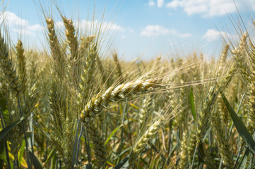 Wheat field on a nice summer day, agricultural concept