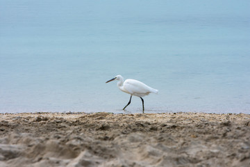 white heron walking on the beach and looking for a food 
