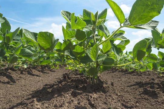 Soybean plant in cultivated agricultural field
