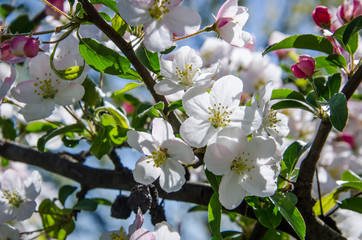 APPLE TREE - Flowers in on fruit trees in orchards
