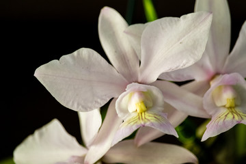 closeup of white flower