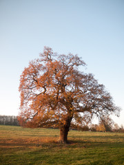 Autumn outdoor scene wild trees grass nature landscape
