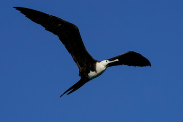 Frigate Bird Flight