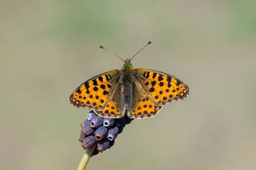 Nymphalidae / İspanyol Kraliçesi / / Issoria lathonia