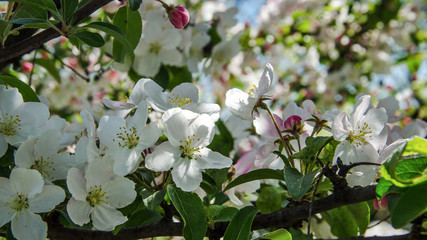 APPLE TREE - Flowers in on fruit trees in orchards
