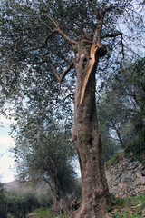 Fototapeta na wymiar Albero olivo gigante tronco spaccato