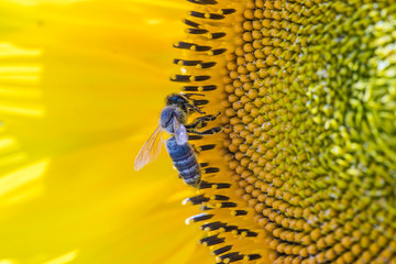 bee collecting pollen on sunflower