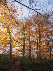 Beautiful close up of autumn tree branches outside nature