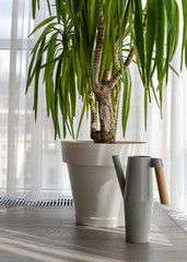 Water can and home plant standing on floor