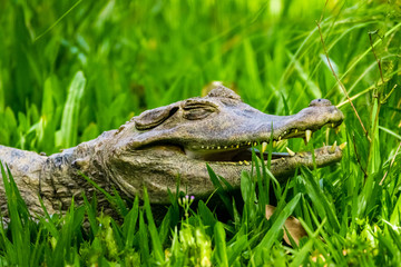 alligator in the everglades