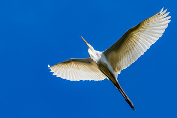 Naklejka premium great white egret in flight
