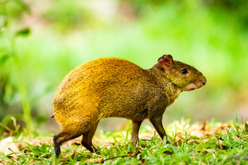 squirrel in the forest