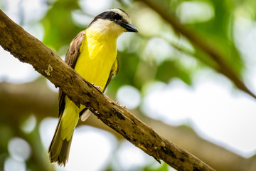 bird on a branch