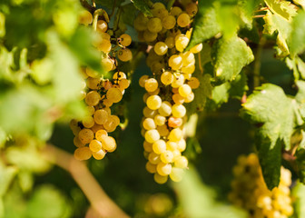 bunch of grapes on the vine