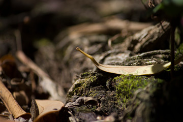 Leaf