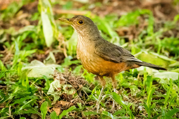 robin