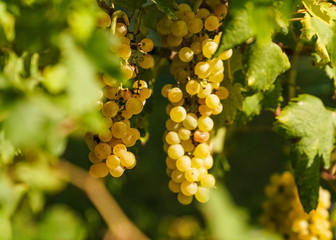 white wine grapes on the vine