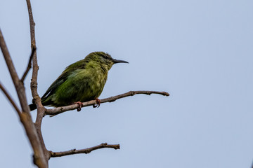 bird on a branch