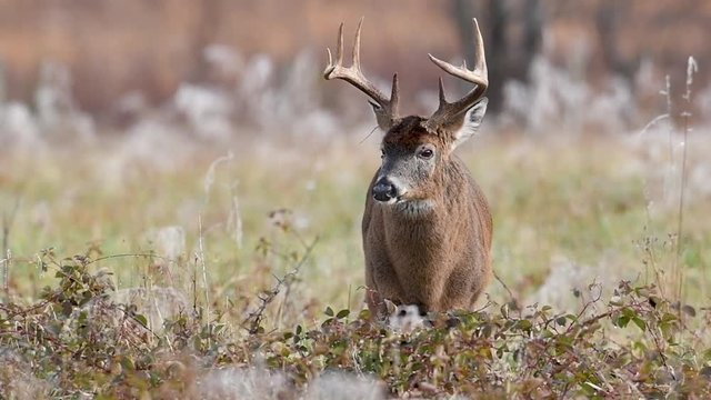 White-tailed deer buck in an early morning frosty field in Smoky Mountains National Park